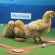 Illustration for article titled Man, These Chicks Suck at Baseball